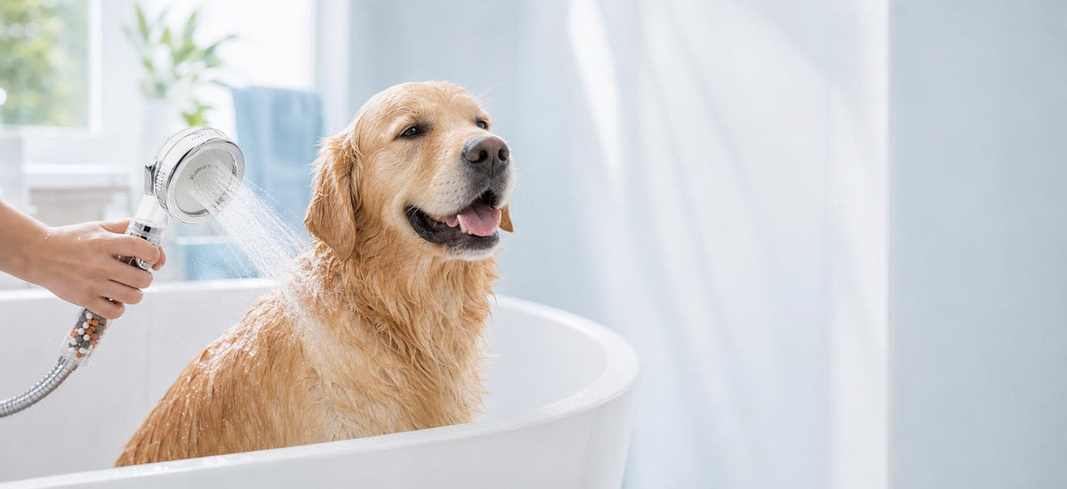 Golden retriever tomando banho com o Pure Shower Pet Pro